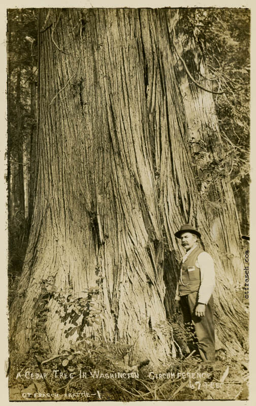 Image 1 - A Cedar Tree in Washington - Circumference 67 Feet