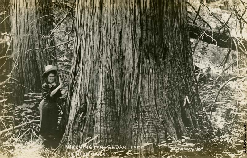 Image 1059 - Washington Cedar Tree on Hood Canal