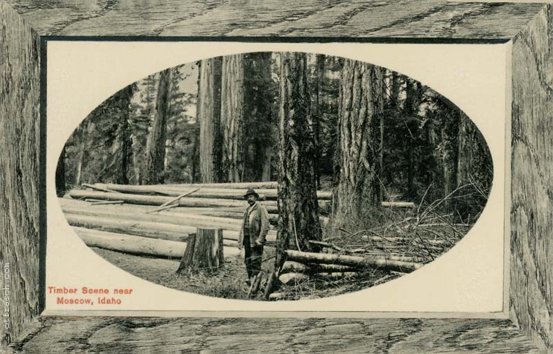 Copy of Image 3-1 - Idaho Timber