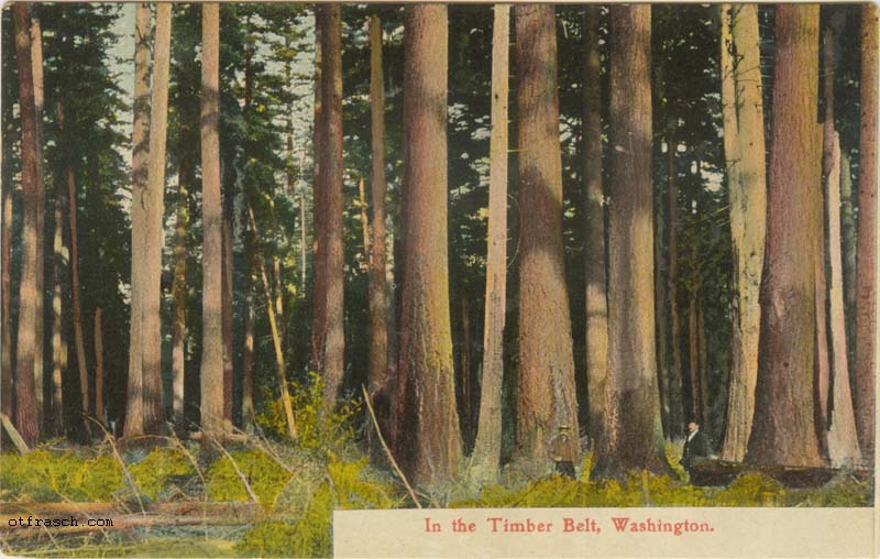 Copy of Image 46 - Washington Timber